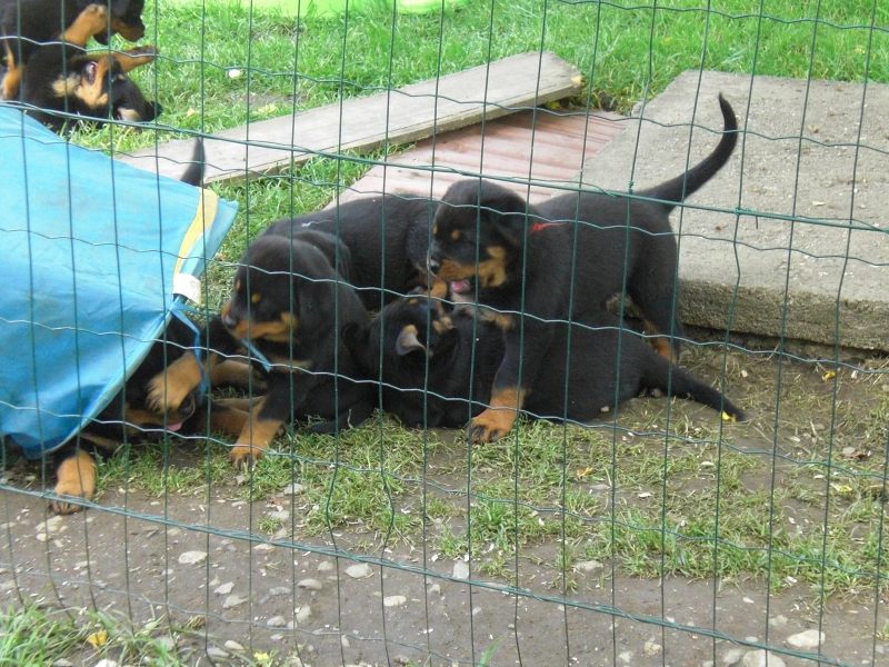 Welpen beim spielen