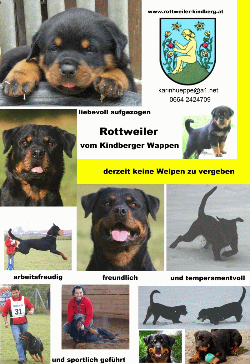 Derzeit sind keine Welpen zu vergeben