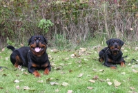 I Wurf ohne F&uuml;rer