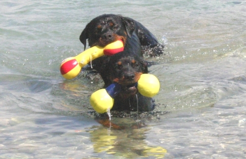 Ilex Grapsch beim Schwimmen