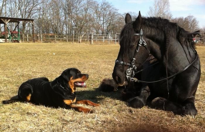 Kronos und der Friesenschatz