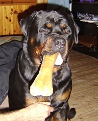 Harlem mit Knochen