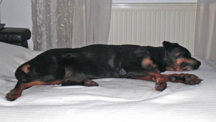 Morchen