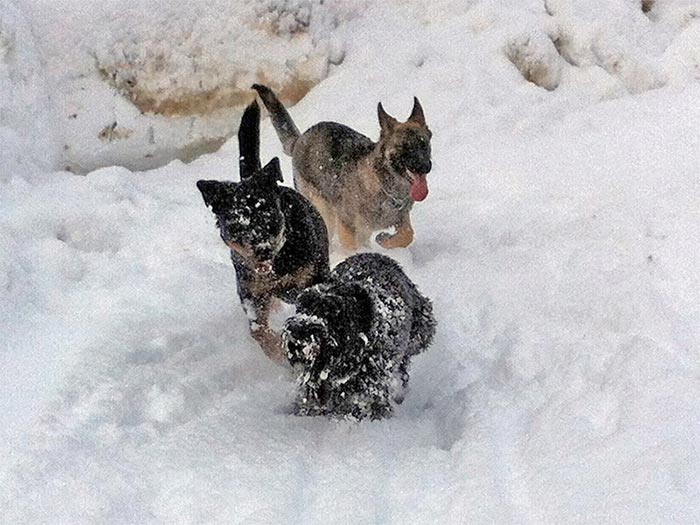 Drei im Schnee