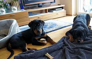 Mephisto und Jossy 