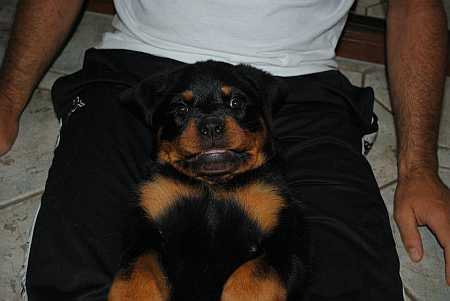 Molly bei Herrli