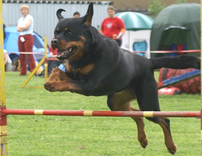 Agility